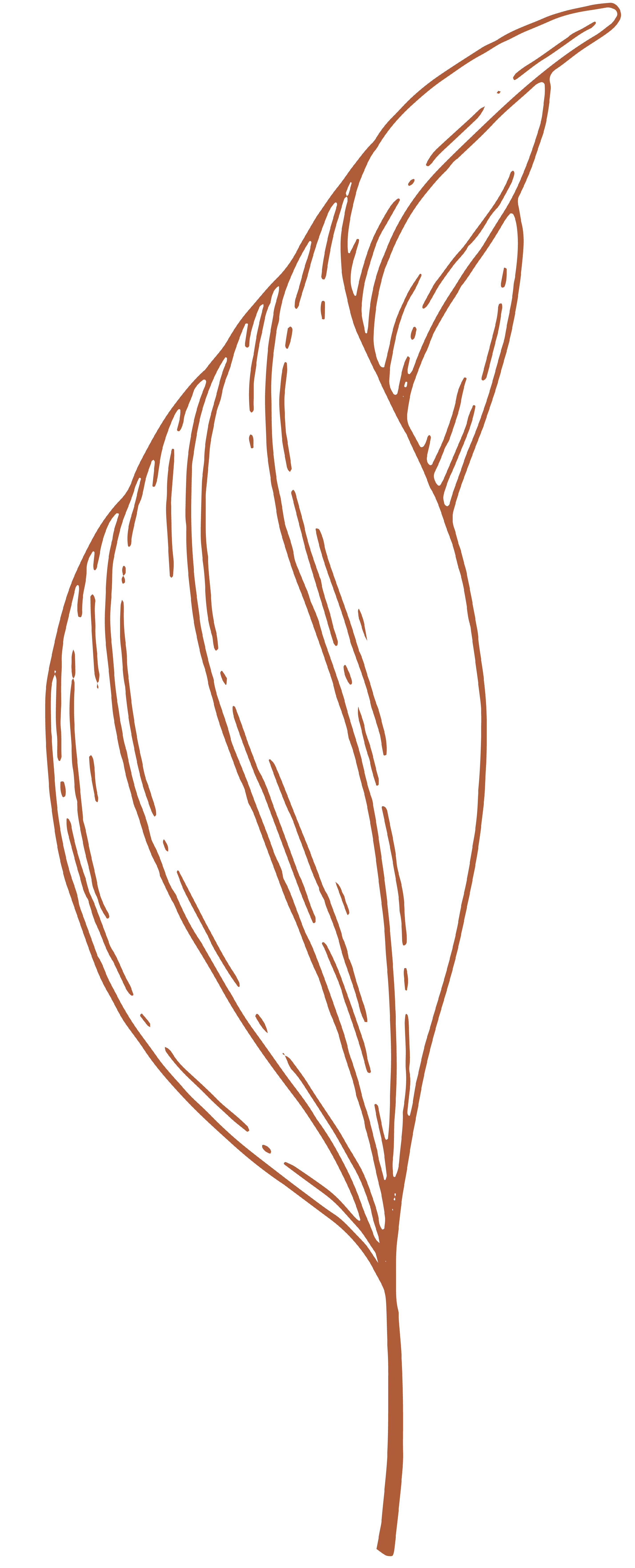 leaf